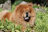 CHOW CHOW 646